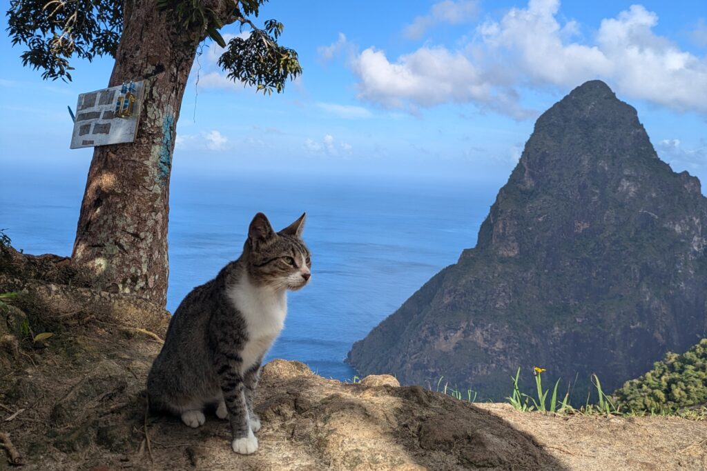 st-lucia-itinerary-pitons-cat