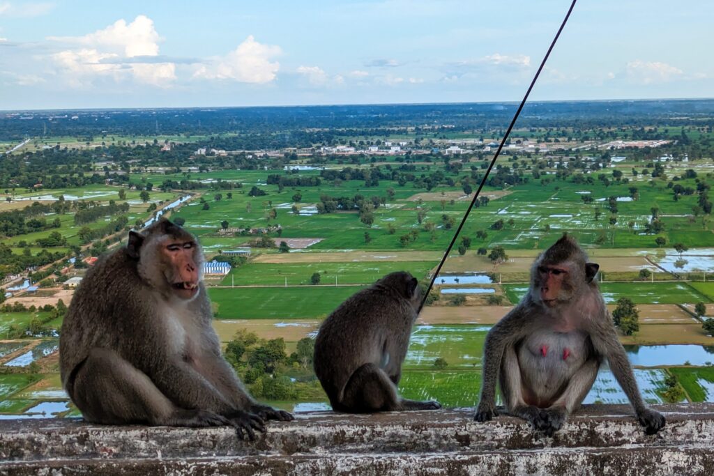 cambodia-2-week-itinerary-monkeys