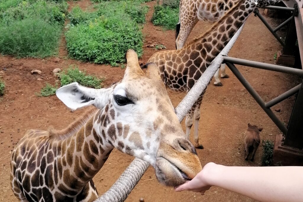 kenya-things-to-do-giraffe