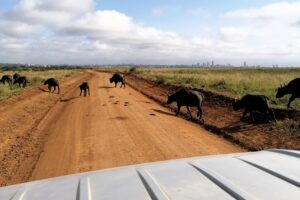kenya-things-to-do-safari