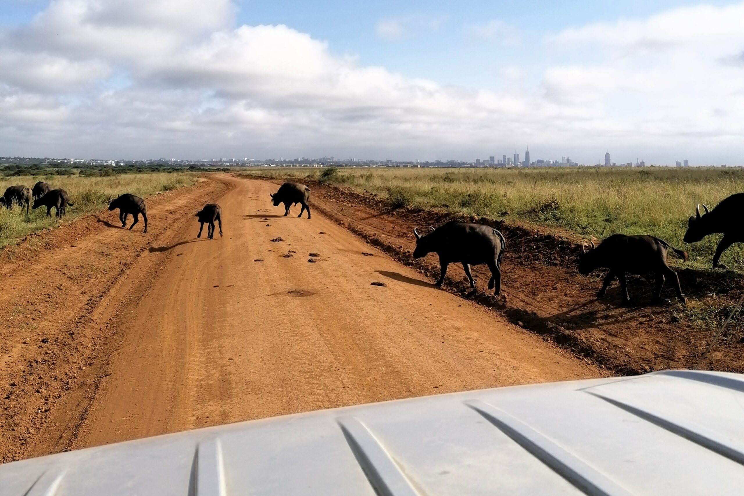 kenya-things-to-do-safari