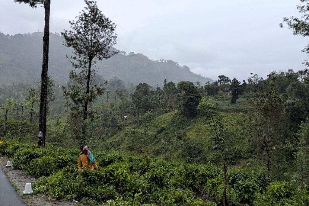 kandy-to-ella-by-car-hakgala-tea-estate