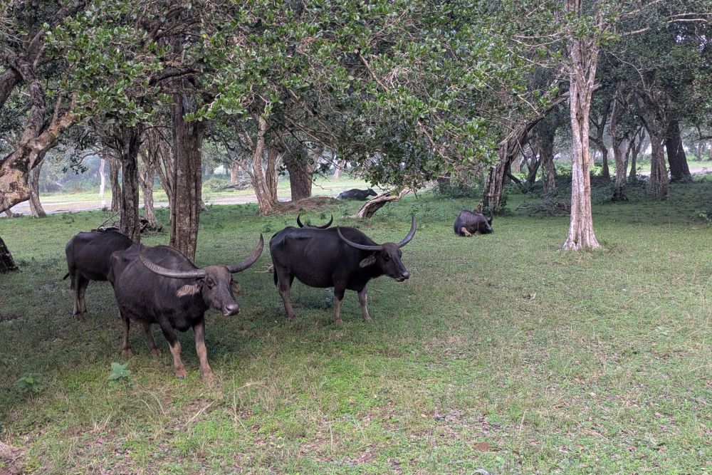 wilpattu-national-park-review-safari