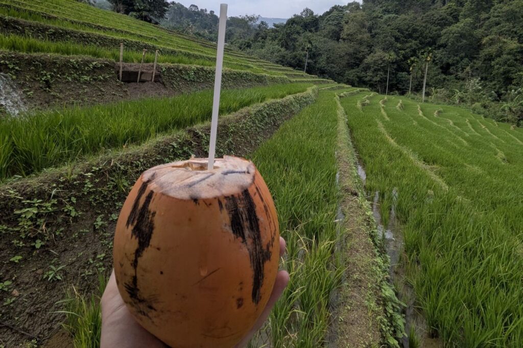 is-sri-lanka-vegan-friendly-coconut