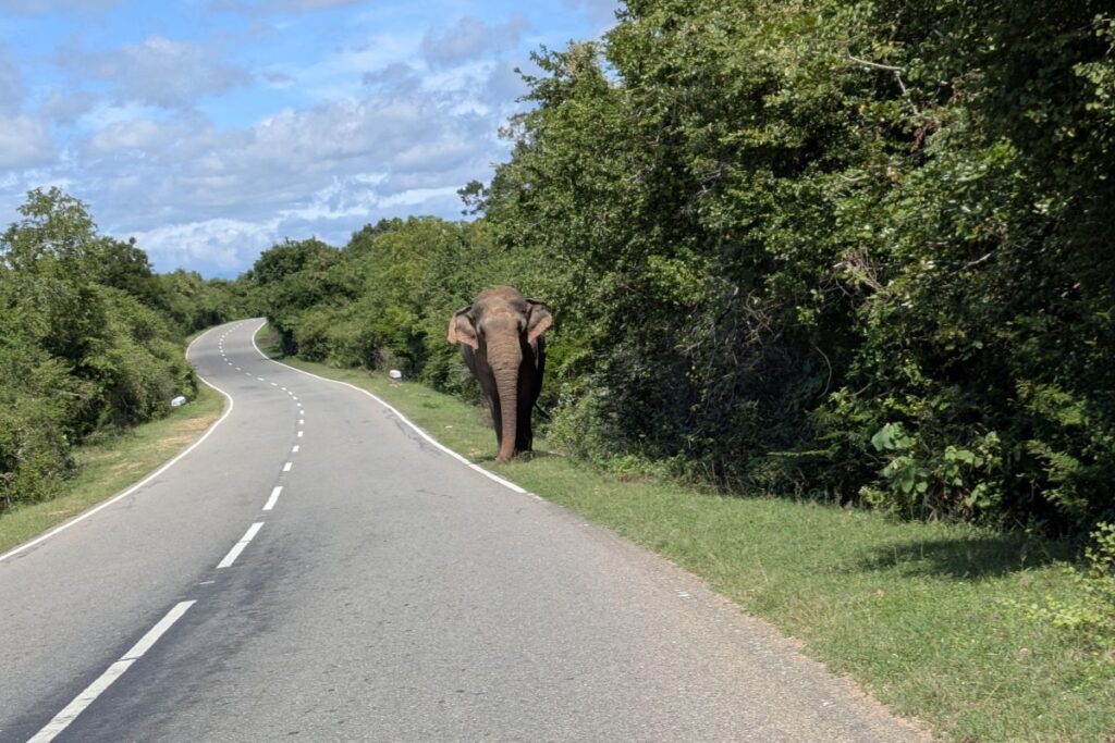 is-sri-lanka-vegan-friendly-elephant