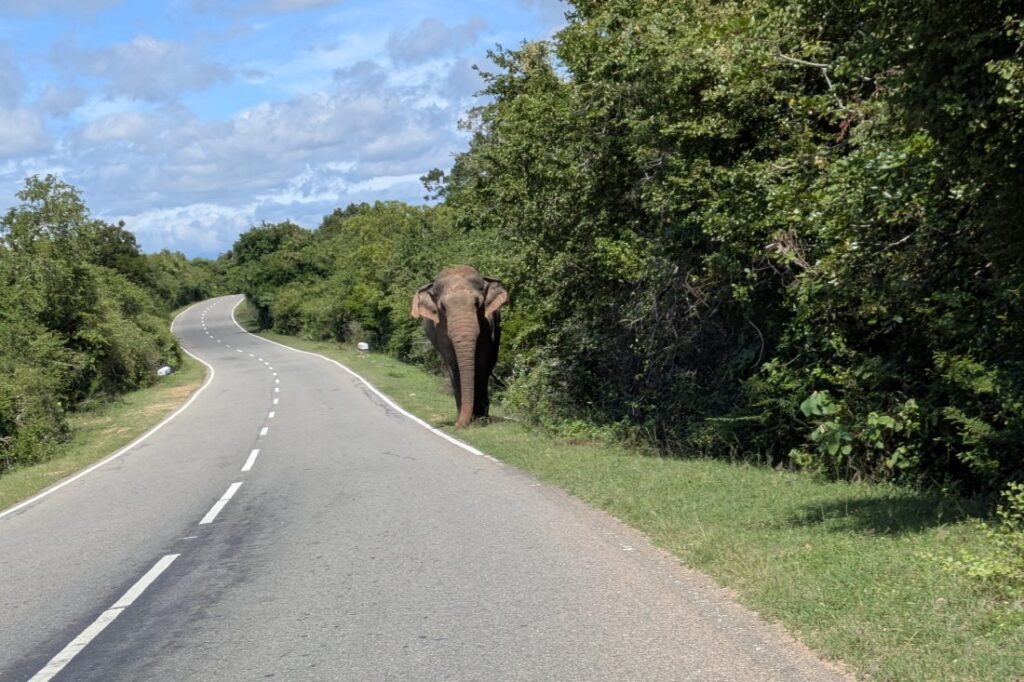 is-tangalle-worth-visiting-elephant