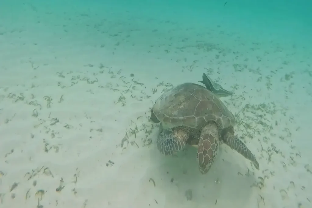 is-maafushi-worth-it-turtle