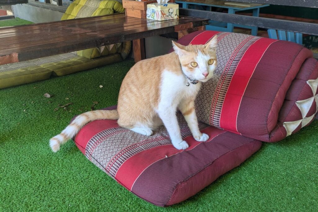 krabi-cat-cafe-cats