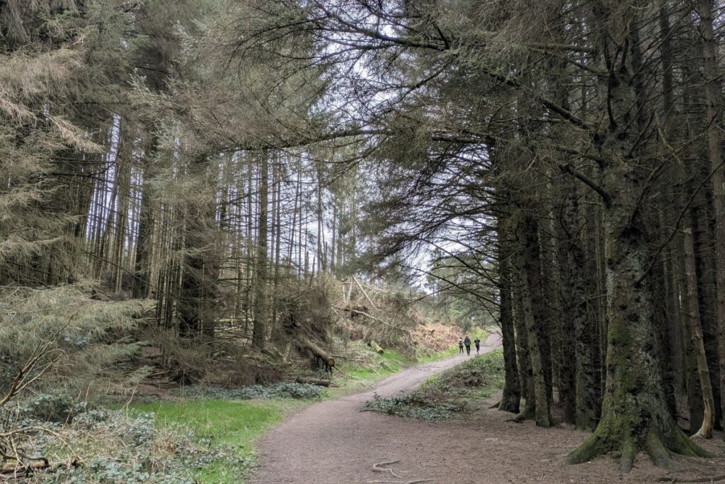 moel-famau-hike-woods
